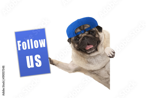 frolic pug puppy dog with cap, holding up blue follow us sign, hanging sideways from white banner, isolated