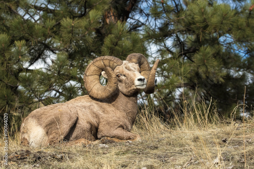 Monster Ram Takes a Rest