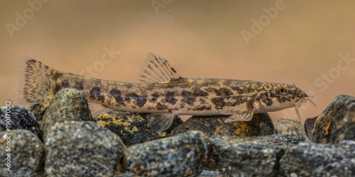 Stone loach on rocky river bottom