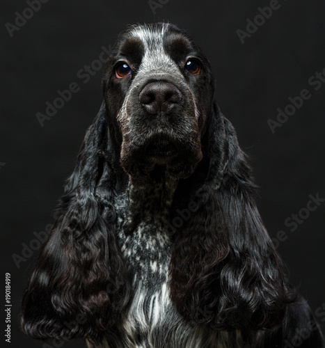 English cocker spaniel dog on black background
