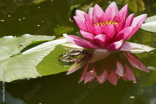 lilia wodna ( water lily)