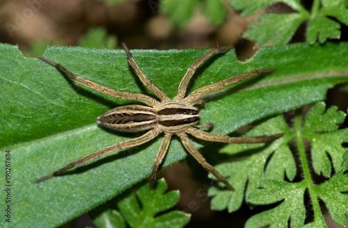 Rabid Wolf Spider (rabidosa rabida) arachnid nature Springtime pest control.