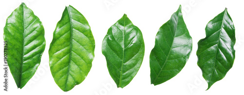 Perfect coffee leaves on the white background.