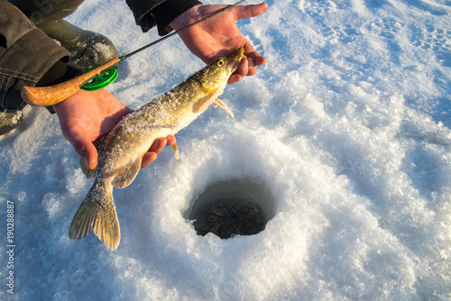 Freshly caught pike fish in hands, fisherman success. Winter ice fishing.