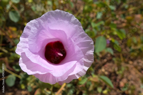 Close-up of Sturts Desert Rose on Anzac Hill above Alice Springs