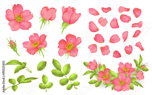Dog-rose blooms. wild rose vector set