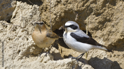 Northern wheatear (Oenanthe oenanthe)