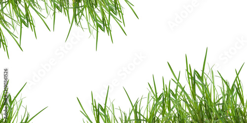 Poster, leaf grass isolated on white background