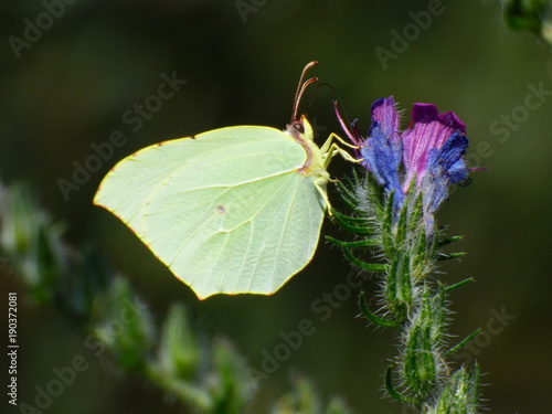 Mariposa en el embalse de Ulldecona,situado la Puebla de Benifasar (Castellón,España) ​ en las montañas de la Tenencia de Benifasar y los Puertos de Tortosa-Beceite