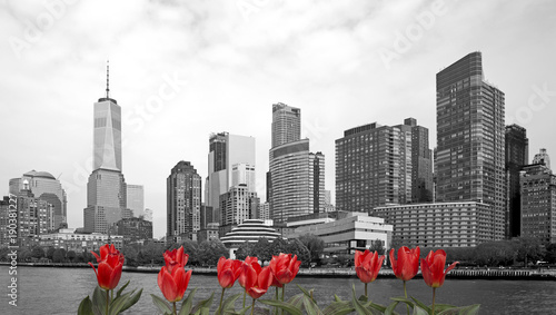 Black and white view of New York with red tulips on front