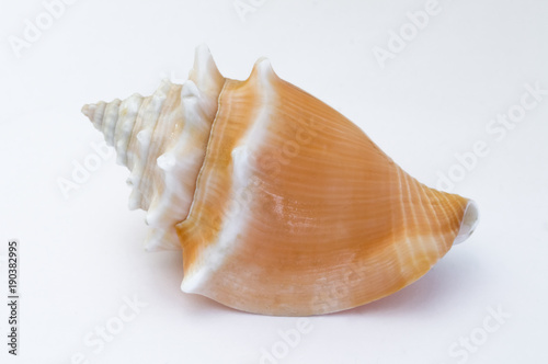 shell of a sea snail