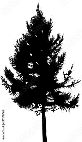 larch tree silhouette isolated on white