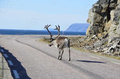 Rentier auf einer Küstenstraße in Norwegen.