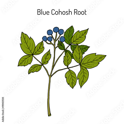 Blue cohosh Caulophyllum thalictroides , or squaw root, medicinal plant