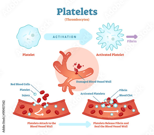 Platelets or thrombocyte activation fibrin in blood vessel vector illustration diagram. Anatomical blood circulation system scheme. 