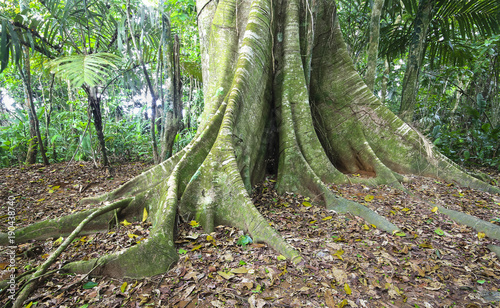 Massive buttress roots at the base of a tree in Costa Rica.