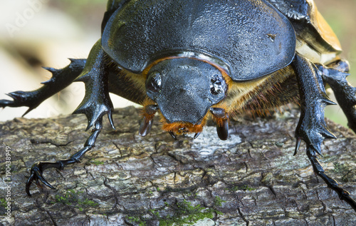 A large female hercules beetle (Dynastes hercules) in Talamanca, Costa Rica.