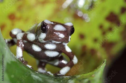 dendrobate excidobate mysteriosus