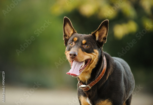 Australian Kelpie dog portrait in nature