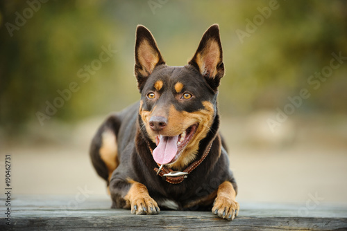 Australian Kelpie dog outdoor portrait in nature lying down on wood table