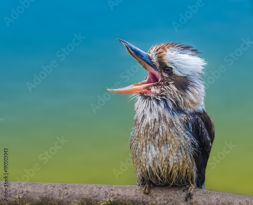 Laughing kookaburra (Jackass), a bird in the kingfisher subfamily, native to Australia and New Zealand