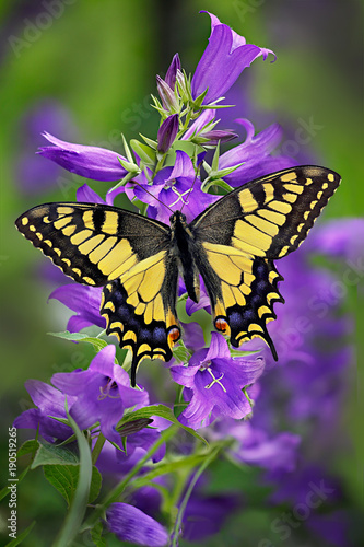 Papilio machaon or yellow swallowtail butterfly on a cluster of bellflower or campanula with green background