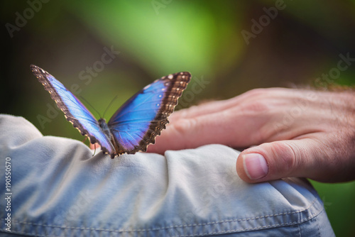 Couple holding a tropical butterly (Blue Morpho).