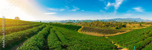 Panoramic scenery of tea plantation at Chieng Rai Thailand