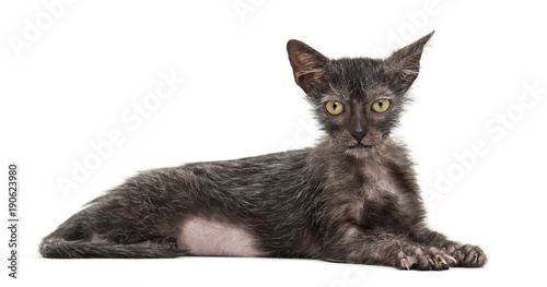 Kitten Lykoi cat, 3 months old, also called the Werewolf cat lying against white background