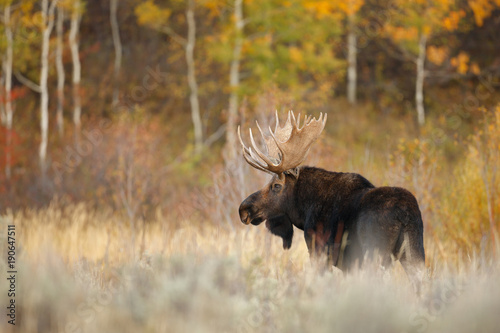 Bull Moose