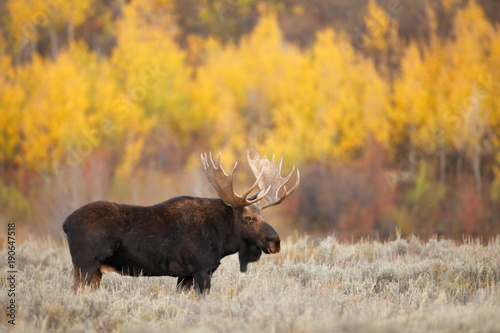 Bull Moose