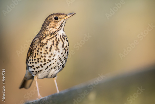 UK Song Thrush