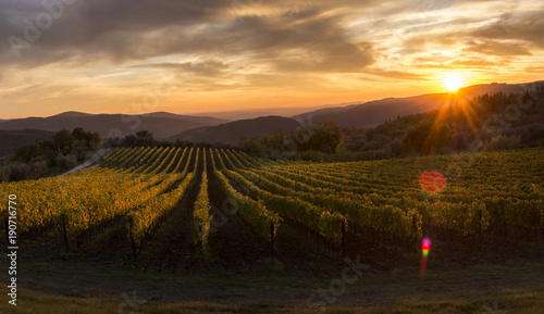 vineyards in tuscany sunset panorama