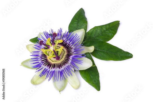 Passiflora passionflower isolated on white background. Big beautiful flower
