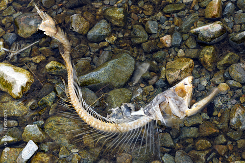 Dead chum salmon (Oncorhynchus keta) in Chehalis River, Fraser Valley, British Columbia, Canada