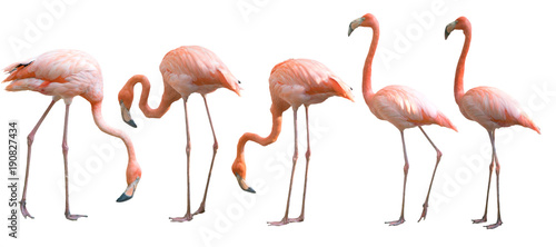 Piękny flaminga ptak odizolowywający