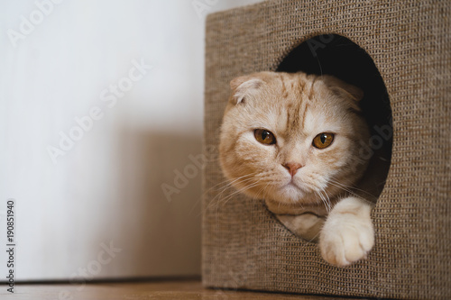 Scotttish fold cat in a cat house
