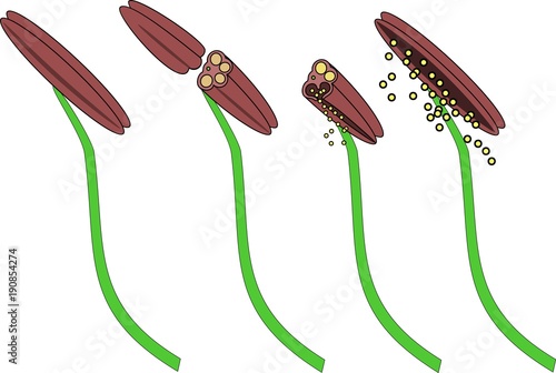 Structure of stamens of flowering plants