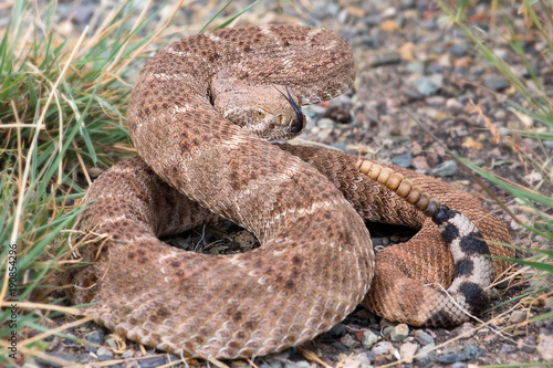 The western diamondback rattlesnake or Texas diamond-back(Crotalus atrox) is a venomous rattlesnake species in United States and Mexico. It is responsible for the majority of snakebite fatalities.