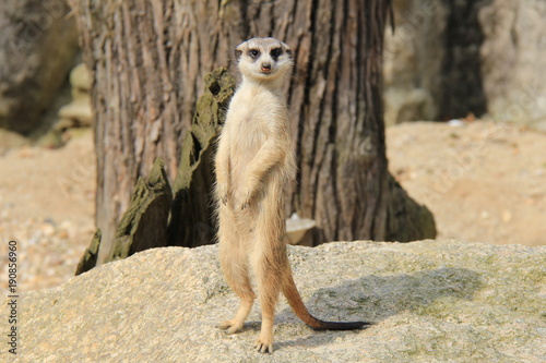 Portrait of standing meerkat.