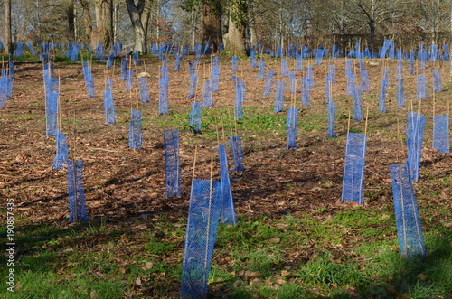  Planting shrubs in forest (Plantation d'arbustes dans une forêt) France