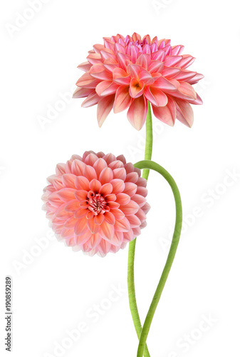 Pink dahlia isolated on white background