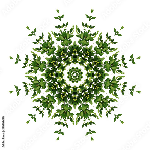 Abstract green background flora mandala pattern, wild climbing vine liana plant with kaleidoscope effect on white background.