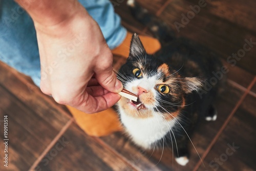 Snack for cat