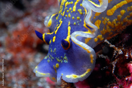 Hypselodoris picta 924_063 2, Felimare picta, nudibranquio