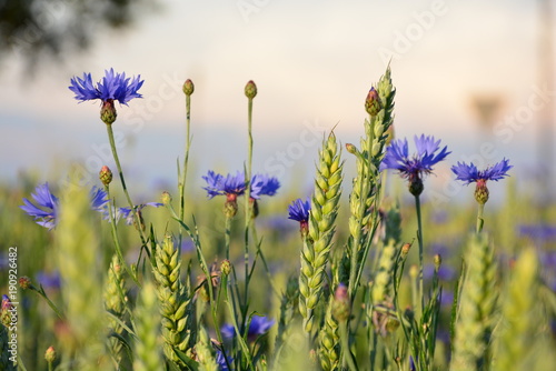 Cornflowers in meadow 
