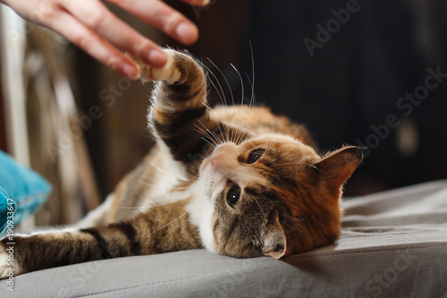 Śmieszny zły kot. Pomarańczowy kot bawi się ludzką ręką na niebieskiej poduszce