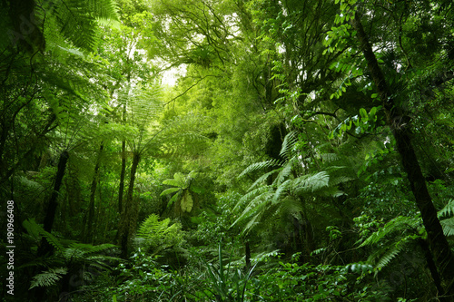 Tree ferns in tropical green jungle forest