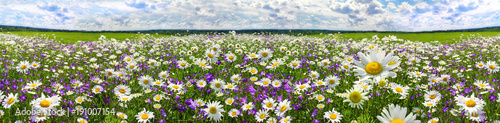 panorama pejzaż wiosna z kwitnących kwiatów na łące