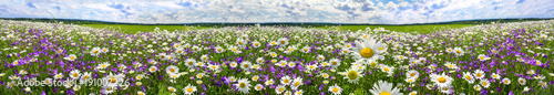 panorama pejzaż wiosna z kwitnących kwiatów na łące